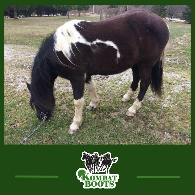 I have reworded the wellknown phrase, "No hoof, no horse." Now I say