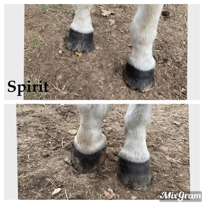Spirit's Recovery
